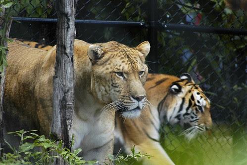 liger and tiger. Liger and a tiger