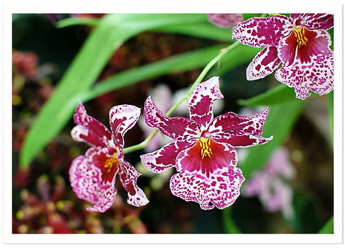 NYBG : Orchid Show