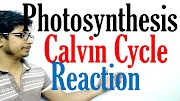 Calvin cycle photosynthesis