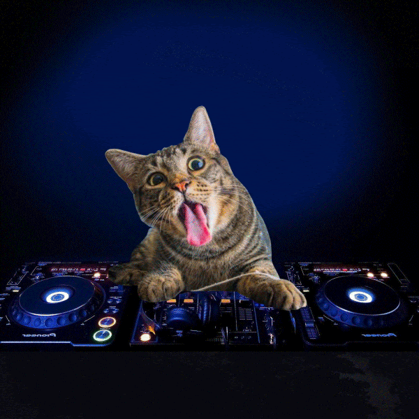 Cat Pizza Crazy Dj Cheese Social Media Likes Pizza Hut Mozzarella Cheddar Crown Pizza Gif For Fun Businesses In Usa