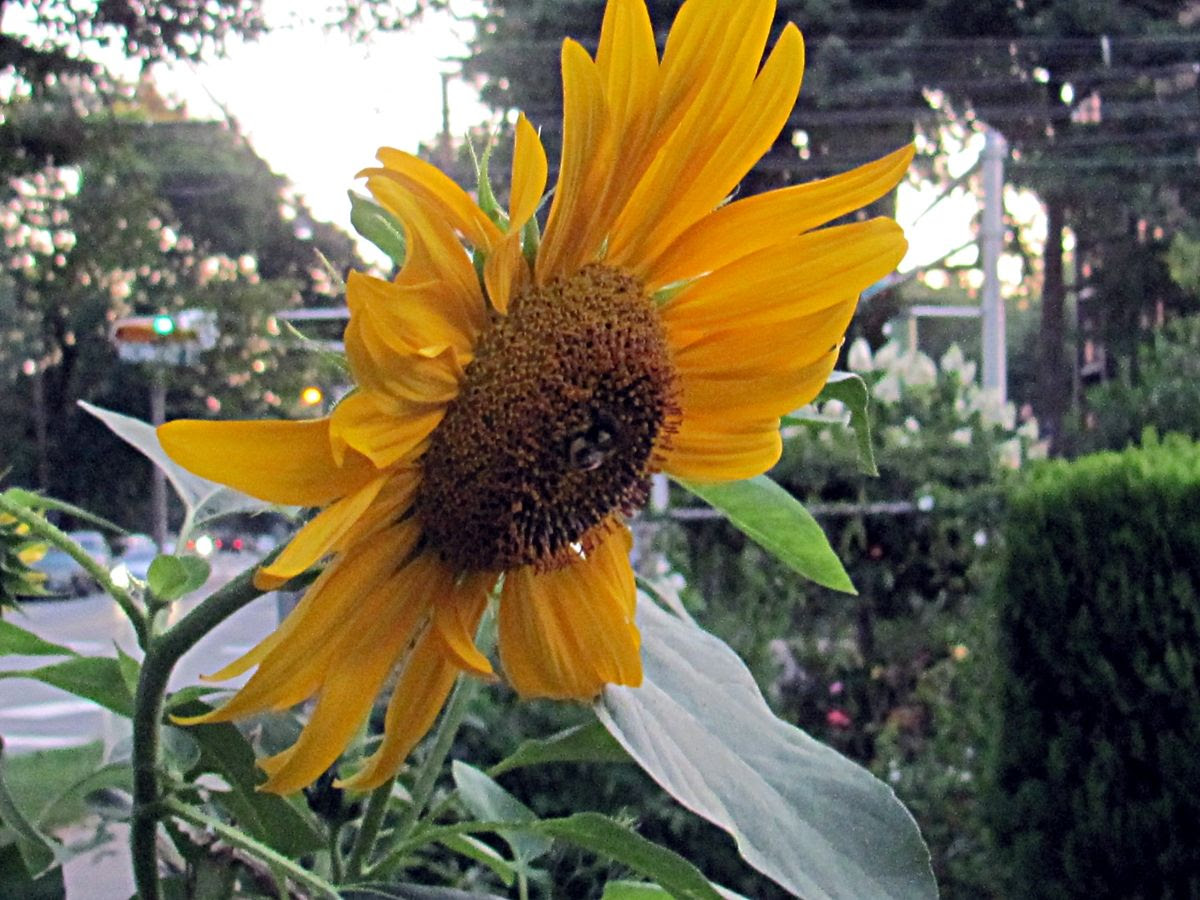 Sunflower photo IMG_9243a_zps9cf1e925.jpg