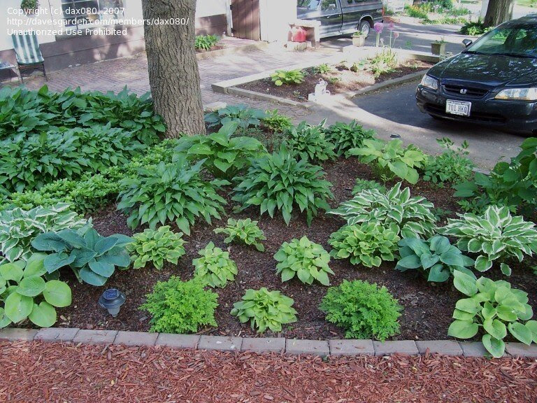 Beginner Gardening: help under oak trees, 1 by dax080