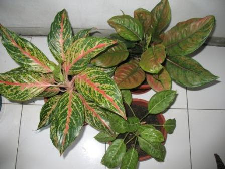 7 tanaman bunga  termahal king the world