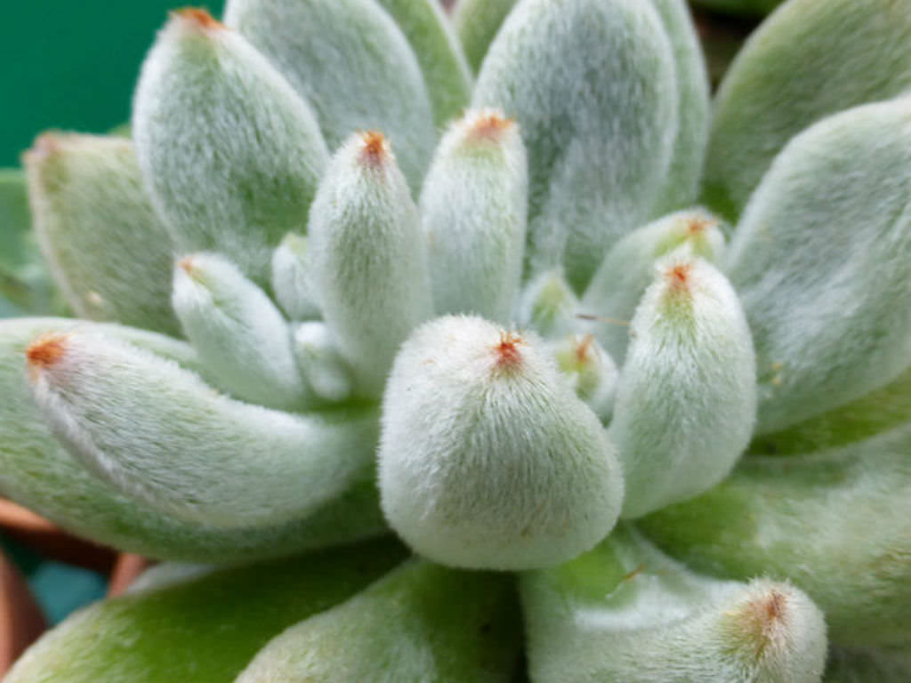 Succulents New Plant Library