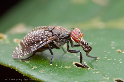 Platystomatidae, signal fly. IMG_2460 copy