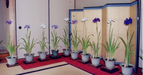 花菖蒲との出会い