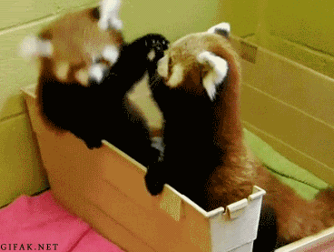 Red Panda Animals Gif Wifflegif