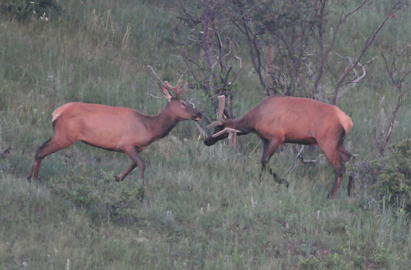 Fall Rut Training
