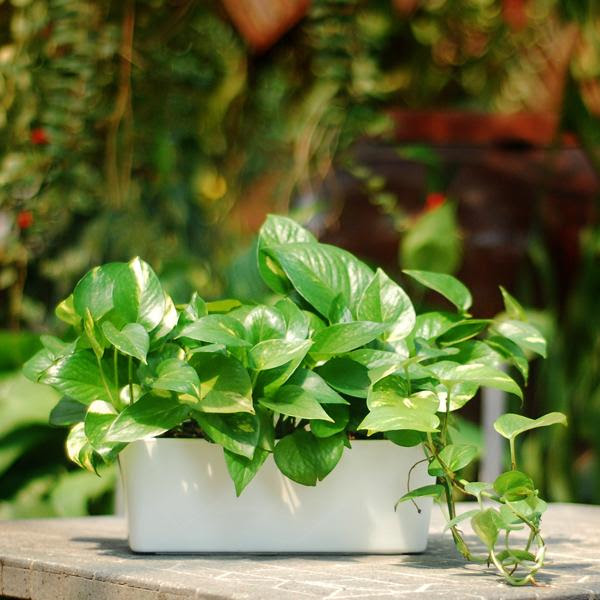 The Tropical Herbs Plants Nursery  Pengusaha & Pembekal 