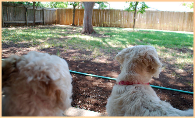 Bigger-Backyard