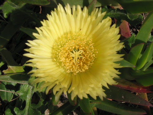 Beach Flower II
