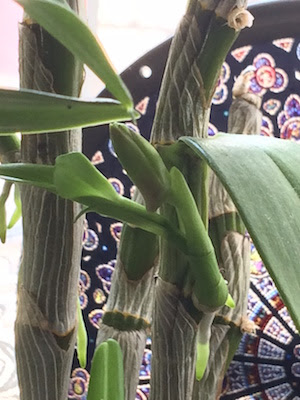 高芽に花芽 ｎａｒｕの手芸 な独り言