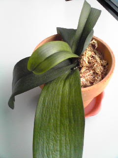 胡蝶蘭の育て方q A 胡蝶蘭の愛華園芸