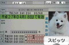 にほんブログ村 犬ブログ スピッツ（日本スピッツ）へ