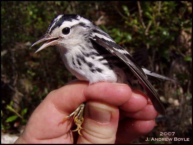 Black and White Warbler