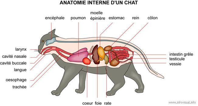 Anatomie