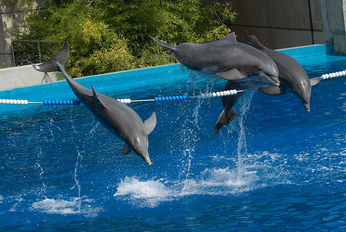 animals for free