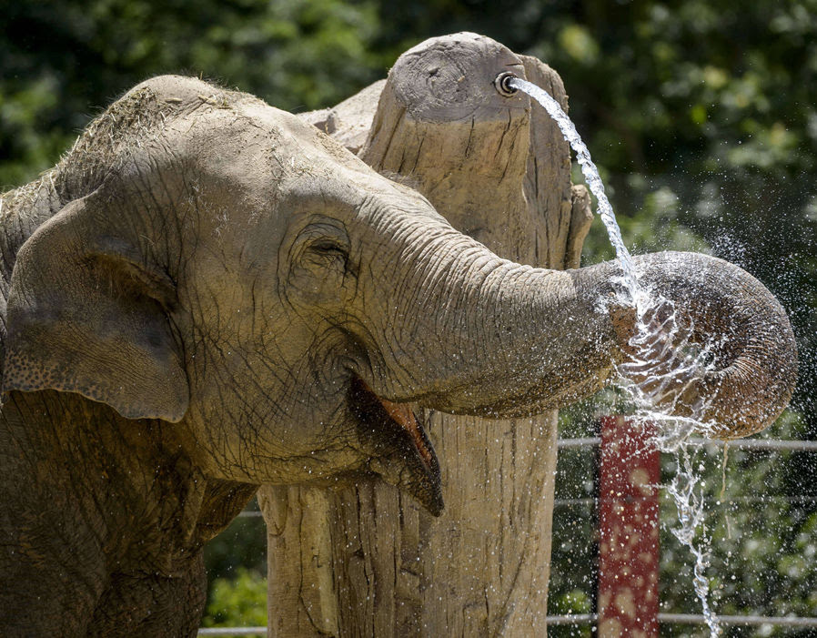 Animals cooling off | When animals cool-off | Galleries | Pics | Daily ...