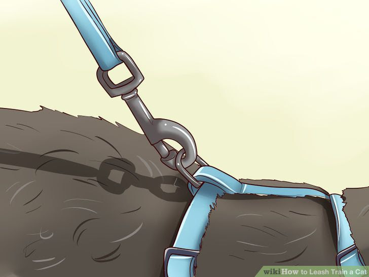 Leash Train a Cat Step 5 Version 4.jpg