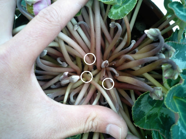 Oz Plants シクラメン ミニシクラメン