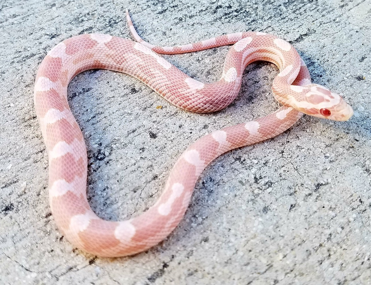 Coral Snow Corn Snakes for sale | Snakes at Sunset