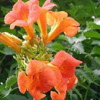 はなq 花の色から検索 夏に咲くオレンジ 橙色の花を写真で探す草花 樹木の図鑑