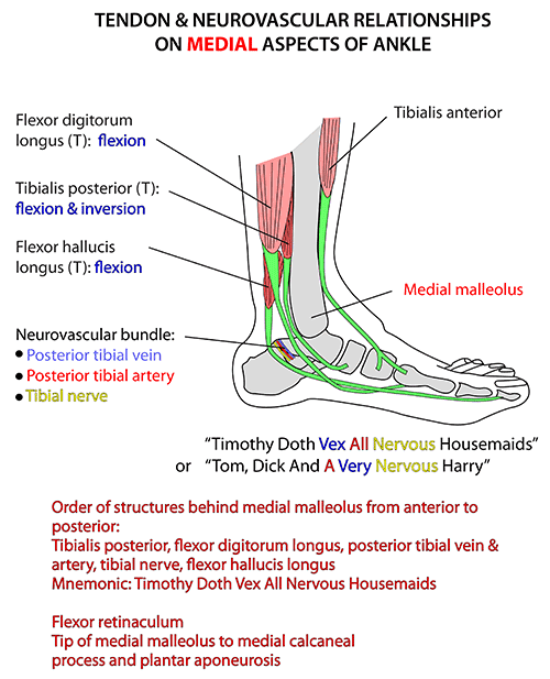 Instant Anatomy - Lower Limb - Joints - Ankle Medial