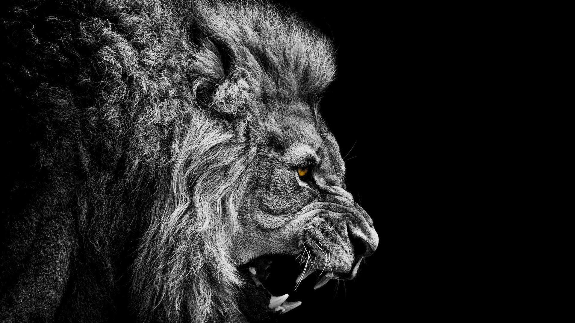 Lion Wallpaper Black And White 50 Images