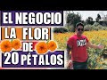 Conoce el negocio de la Flor de Cempasúchil |En Tlaxcala se produce|