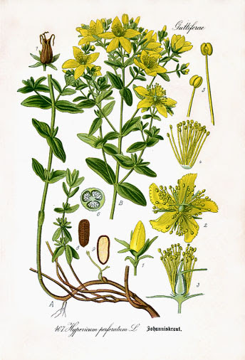 File:Hypericum perforatum i01.jpg