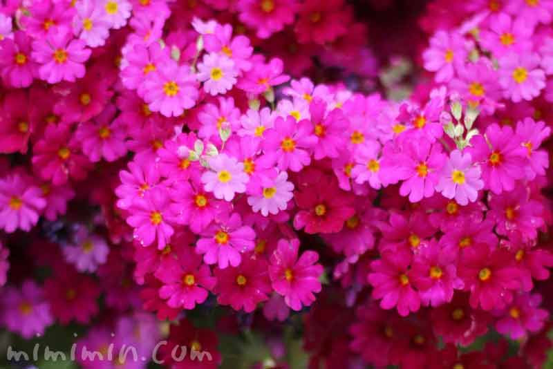 西洋桜草 プリムラマラコイデス の花の写真 花言葉 みみみんブログ