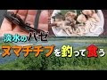 【ベストコレクション】 ヌマチチブ 料理 350237-ヌマチチブ 料理