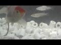 画像をダウンロード 金魚 ふん 281641-金魚 フン 気泡