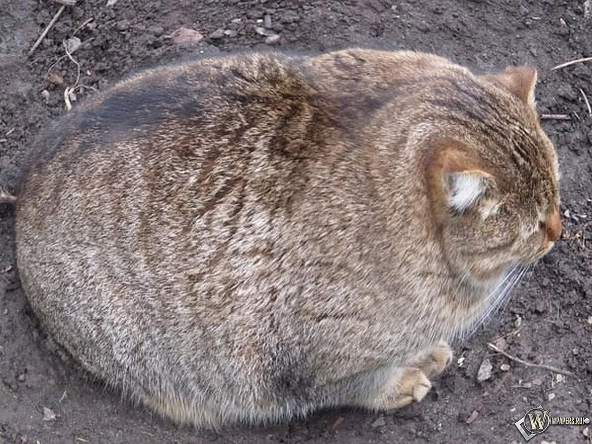 lolcats33 100 best photos of cats of all ages and nations