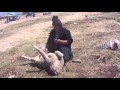 Chinese Woman Killing A Goat : Chicken Chat - Episode 1: Rooster Spur Removal - YouTube : Qurbani beautifu girls slaughtering a goat woman slaughter goat بکری ذبح کرنے والی لڑکی.