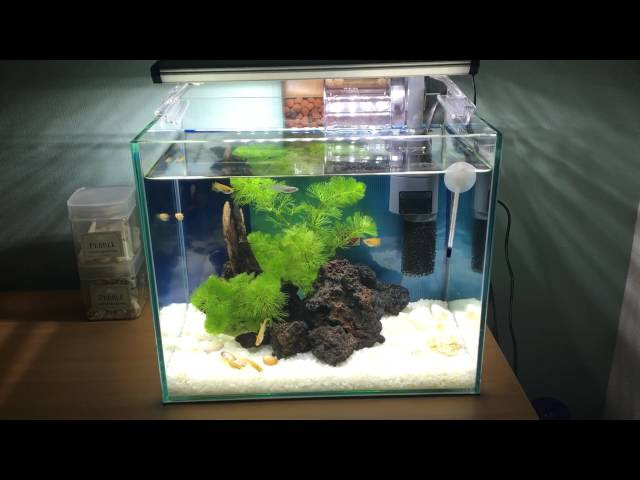 カボンバ カモンバ の増やし方と育て方 水草初心者の注意点 メダカの飼育 飼い方を知ろう アクアリウムなら大分めだか日和