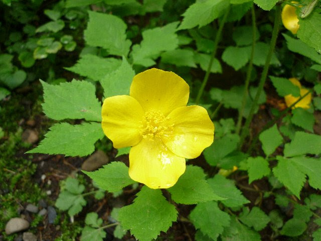 ヤマブキソウ やまぶきそう 山吹草 の花言葉 花言葉事典