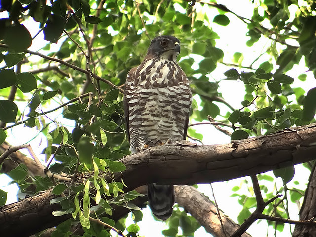 鳳頭蒼鷹/無限台南