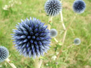 ヒゴタイ公園 紫色の丸い花ヒゴタイ