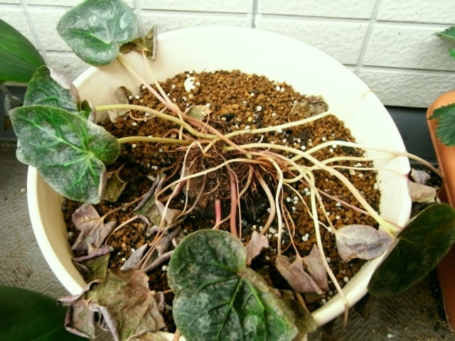 シクラメン 葉がほとんどなくなる Kochan S ベランダ菜園blog マンションガーデニング 家庭菜園 仙台グルメ キャンペーン情報等