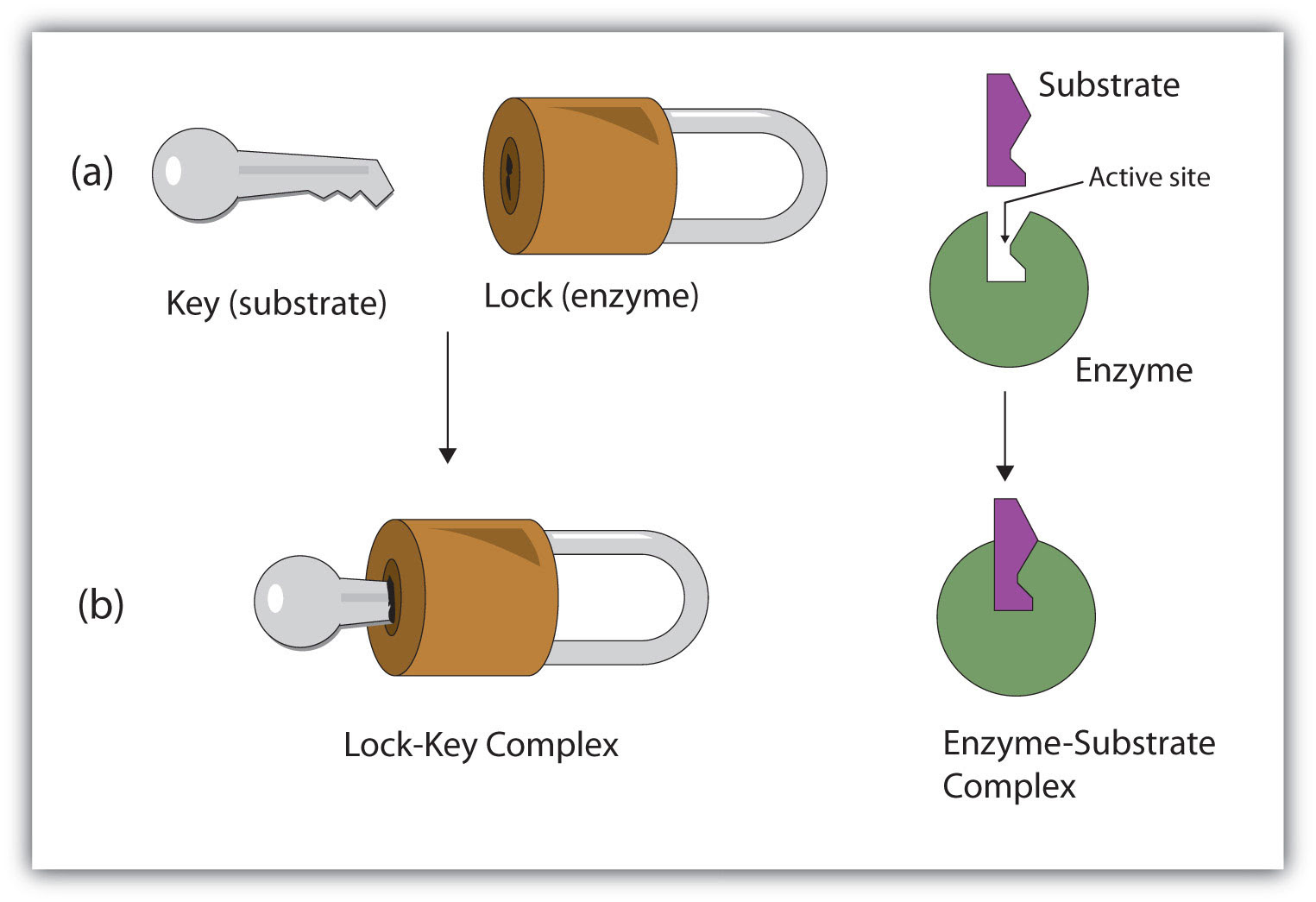 The Lock-and-Key Model of
