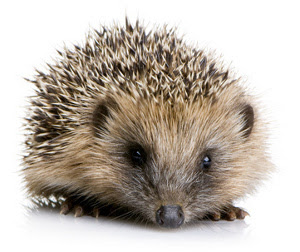 Animali con La - Elenco e descrizione degli animali