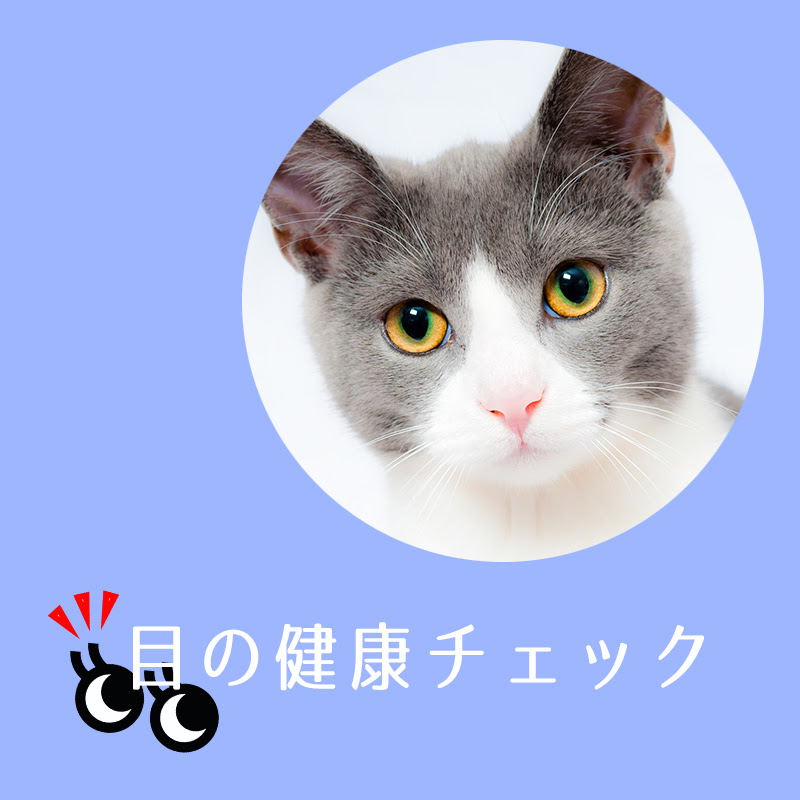 健康チェック 猫の目やにや涙の原因は 色や状態から分かる目の病気 猫の総合情報サイト ペットスマイルニュースforネコちゃん