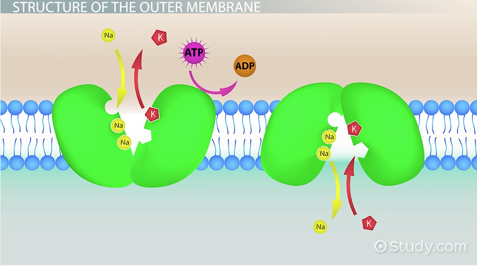 Cells homework help