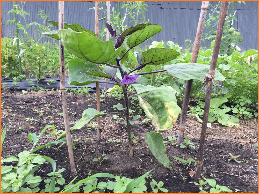 ナス栽培 手入れ方法４選 支柱の立て方 わき芽かき 肥料 水やりについても ずぼら主婦の家庭菜園ブログ