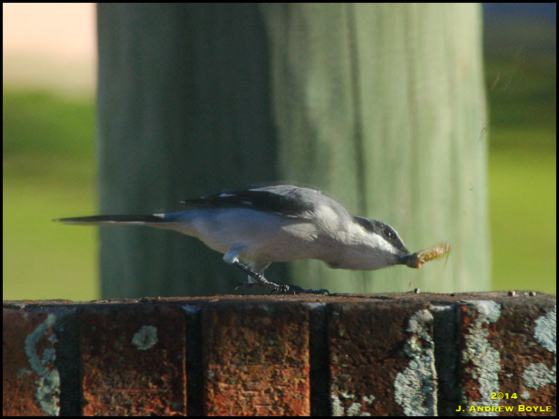 Loggerhead Shrike Loggerhead Shrike