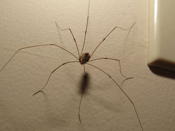 A Daddy Longlegs Isnt A Spider
