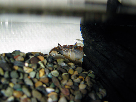 サワガニの水槽掃除 ぁぃの飼育ブログ