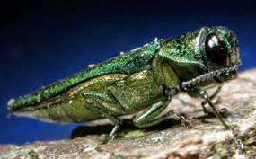 Smokies To Host Meetings On Firewood Pests