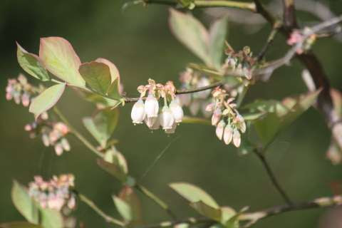 ガーデンハウス通信